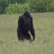 An adult male chimpanzee in Loango National Park in Gabon.